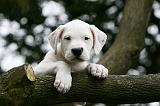 DOGUE ARGENTIN 315